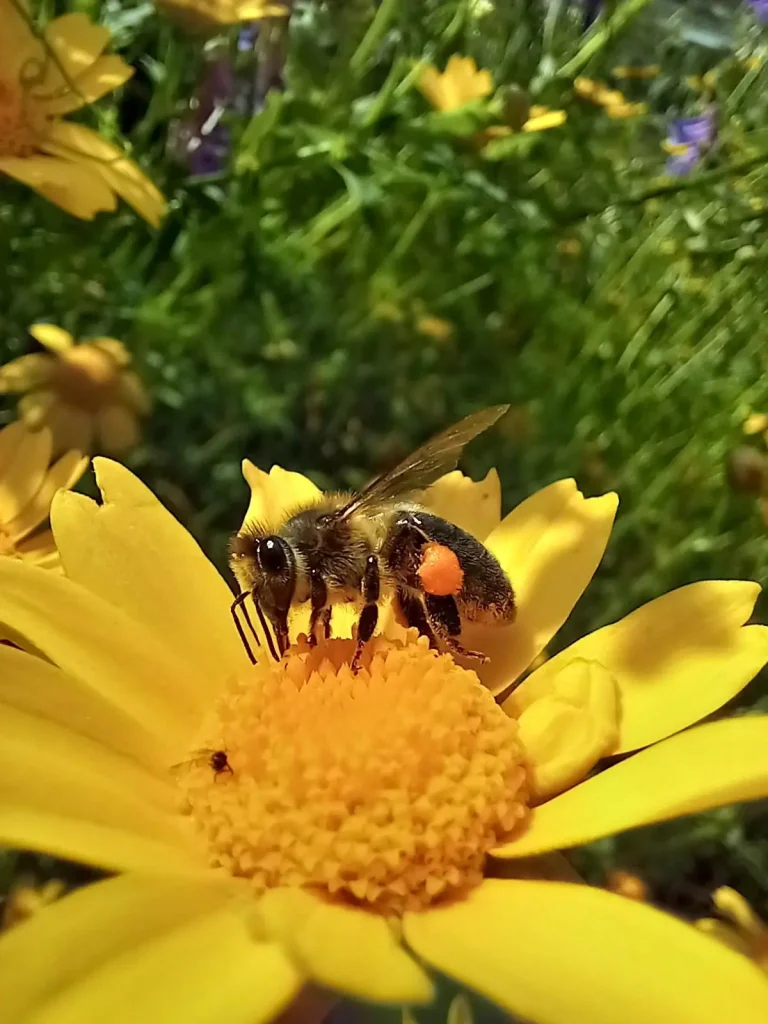 abeille corse au printemps