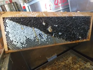Extraction du miel de Corse - miellerie Secrets d'Abeilles