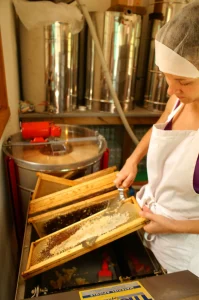 Extraction du miel de Corse - miellerie Secrets d'Abeilles