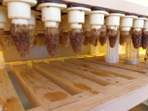 Élevage de reines abeilles - apiculture corse