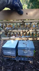 Élevage de reines abeilles - apiculture corse